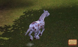 De Sims 3 Beestenbende: GooGoo het paard